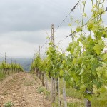 Le vigne di Montalcino.