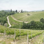 Le vigne di Montalcino.