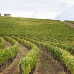 Terreni di vitigni nel Chianti Classico, presso San Gusmé, frazione del comune di Castelnuovo Berardenga.