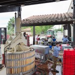 Il trasporto dei grappoli dai filari e fase deraspatura presso l’azienda agricola del Castello di Ama.